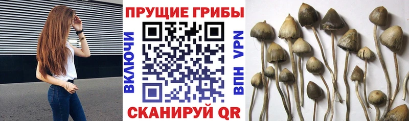 Галлюциногенные грибы мухоморы  Камень-на-Оби 